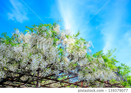 A refreshing blue sky and white wisteria blossoms 139379077