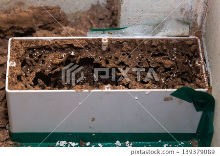 Termite bait stations to get rid of Termites. Pest control staff is installing termite bait stations termite bait stations are put on ground floor. get rid of termites. Termite bait stations to get rid of Termites. Pest control staff is installing termite bait stations termite bait stations are put on ground floor. get rid of termites. 139379089