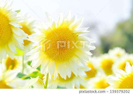 White Sunflower, sunflower or Asteraceae or H annuus or Helianthus annuus L or Helianthus annuus ProCut White Nite or white flower and sky White Sunflower, sunflower or Asteraceae or H annuus or Helianthus annuus L or Helianthus annuus ProCut White Nite or white flower and sky 139379202