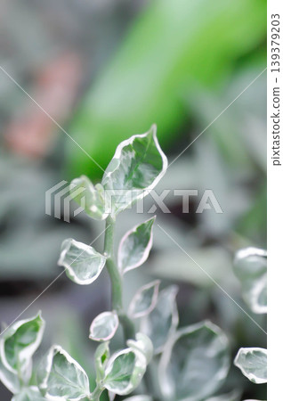 Euphorbia tithymaloides L, Euphorbia tithymaloides smallii or euphorbiaceae or Jew bush or Pedilanthus tithymaloides or Slipper Flower or Zigzag Plant or white and green leaf 139379203
