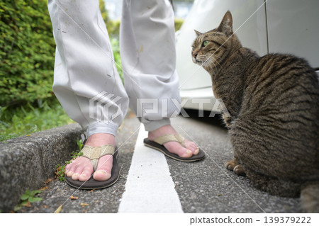 Petticoat cat in the parking lot Petticoat cat in the parking lot 139379222