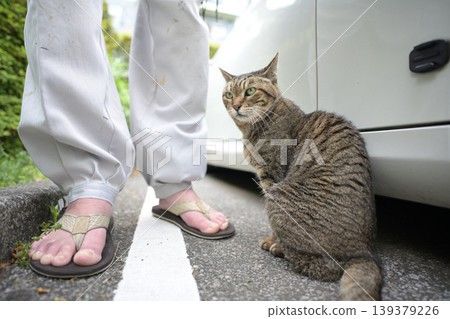 Petticoat cat in the parking lot Petticoat cat in the parking lot 139379226