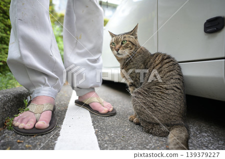 Petticoat cat in the parking lot Petticoat cat in the parking lot 139379227