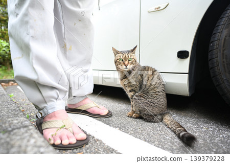 Petticoat cat in the parking lot Petticoat cat in the parking lot 139379228