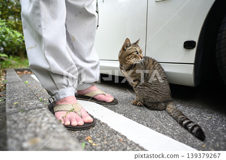 Petticoat cat in the parking lot Petticoat cat in the parking lot 139379267
