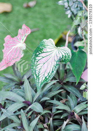 Caladium ,Caladium ThaiBeauty or Dieffenbachia seguine or Caladium bicolor or Araceae or pink leaf Caladium ,Caladium ThaiBeauty or Dieffenbachia seguine or Caladium bicolor or Araceae or pink leaf 139379310