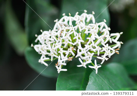 Ixora ebarbata Craib, Ixora finlaysoniana Wall ex G Don or Ixora lucida R Br ex Hook f or rubiaceae or Siamese White Ixora or ixora or white flower 139379311