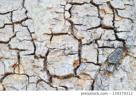 tree bark or bark , Golden shower or Golden shower tree or Indian laburnum or Pudding pine tree or Cassia fistula or old tree or tree texture 139379312