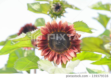 red flower or Floristan Helianthus annuus or Helianthus annuus or Red Sunflower Floristan or Velvet Queen Sunflower or Sunflower or Asteraceae, Common Sunflower 139379316