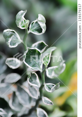 Euphorbia tithymaloides L, Euphorbia tithymaloides smallii or euphorbiaceae or Jew bush or Pedilanthus tithymaloides or Slipper Flower or Zigzag Plant or white and green leaf 139379317