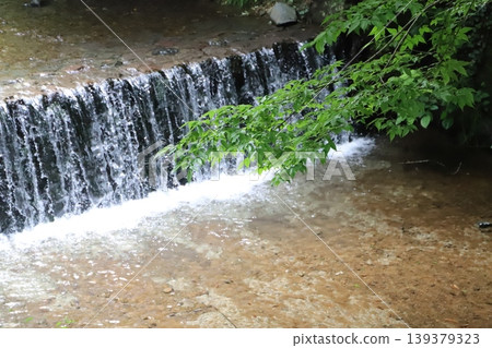 Shasui Falls (Yamashita Town, Ashigarakami District, Kanagawa Prefecture) - Deep green foliage and the flow of the Takizawa River 139379323