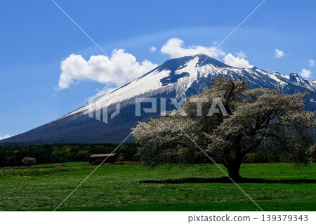 A photograph of a single cherry tree with Mount Iwate in the background during springtime. A photograph of a single cherry tree with Mount Iwate in the background during springtime. 139379343