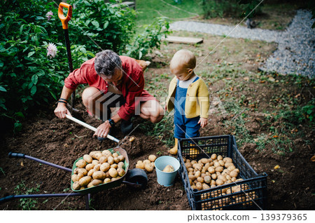 Father and little daughter harvesting potatoes together in garden. Father and little daughter harvesting potatoes together in garden. 139379365