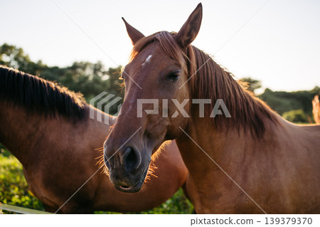 Brown horse standing in meadow during warm sunlight at countryside farm. 139379370