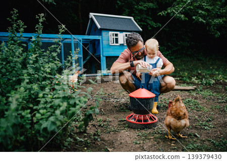 Father and toddler feeding chickens in backyard garden. Father and toddler feeding chickens in backyard garden. 139379430
