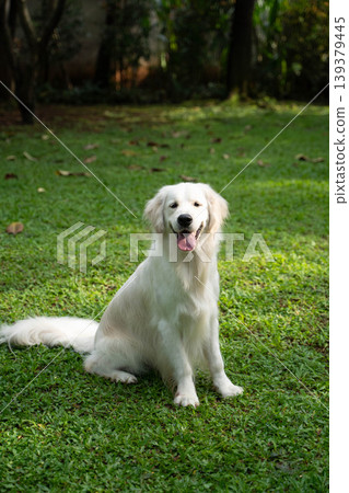 一隻金毛犬坐在草地上 / 與狗在大自然中的生活 一隻金毛犬坐在草地上 / 與狗在大自然中的生活 139379445