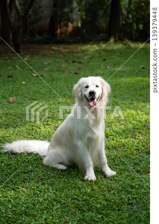 A golden retriever sitting on the grass / Life with a dog in nature A golden retriever sitting on the grass / Life with a dog in nature 139379448