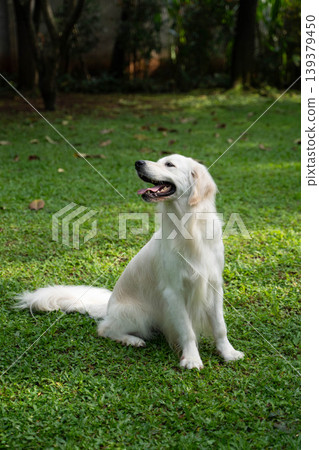 一隻金毛犬坐在草地上 / 與狗在大自然中的生活 139379450