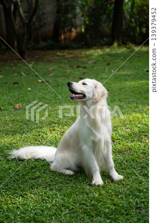 A golden retriever sitting on the grass / Life with a dog in nature 139379452
