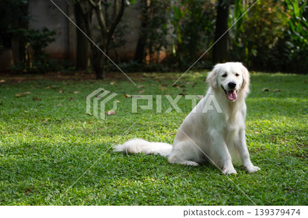 一隻金毛犬坐在草地上 / 與狗在大自然中的生活 一隻金毛犬坐在草地上 / 與狗在大自然中的生活 139379474