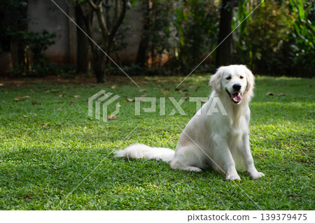 一隻金毛犬坐在草地上 / 與狗在大自然中的生活 一隻金毛犬坐在草地上 / 與狗在大自然中的生活 139379475