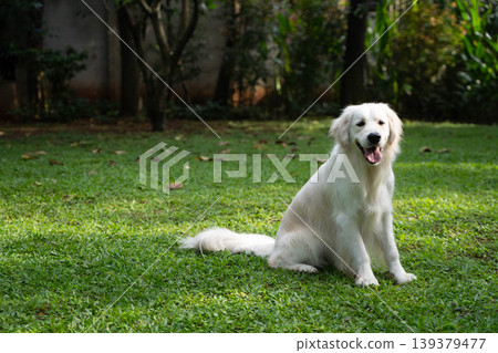 一隻金毛犬坐在草地上 / 與狗在大自然中的生活 139379477