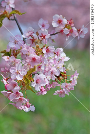 藍天和櫻花 藍天和櫻花 139379479