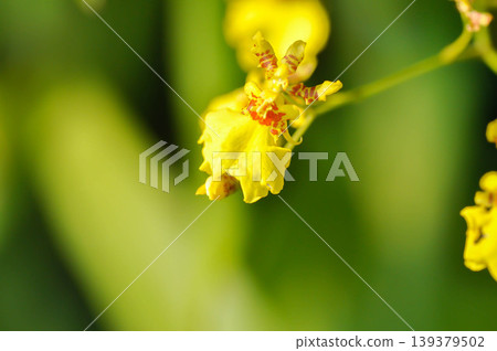 yellow oncidium orchid or yellow orchid flower or orchid yellow oncidium orchid or yellow orchid flower or orchid 139379502