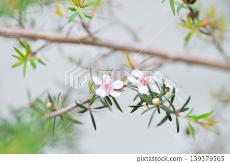 Astartea affinis, Broom tea tree or Chamelaucium uncinatum or Leptospermum scoparium or manuka flower or Myrtaceae or New Zealand manuka or Tea tree or west coast astartea flower Astartea affinis, Broom tea tree or Chamelaucium uncinatum or Leptospermum scoparium or manuka flower or Myrtaceae or New Zealand manuka or Tea tree or west coast astartea flower 139379505