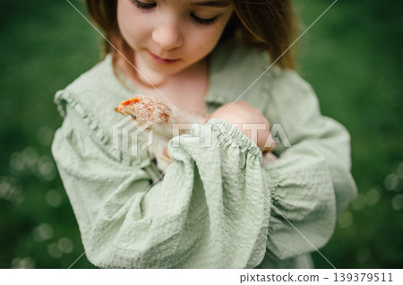 Child gently holding baby chicken, playing in garden during spring. Child gently holding baby chicken, playing in garden during spring. 139379511