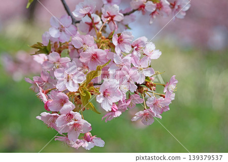 Cherry blossoms and young leaves Cherry blossoms and young leaves 139379537