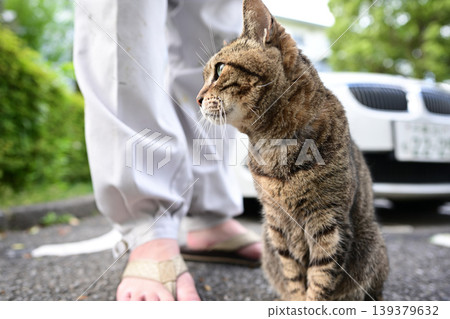 Petticoat cat in the parking lot Petticoat cat in the parking lot 139379632