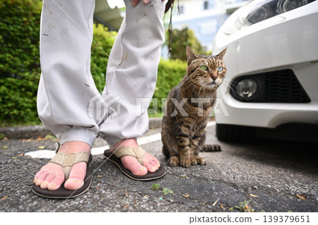Petticoat cat in the parking lot Petticoat cat in the parking lot 139379651