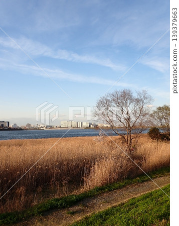 King Skyfront, Tamagawa River, Reeds 139379663