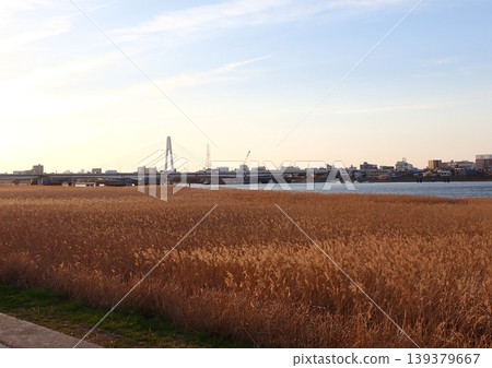 King Skyfront, Tamagawa River, Reeds 139379667