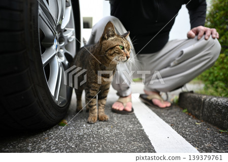 Petticoat cat in the parking lot Petticoat cat in the parking lot 139379761
