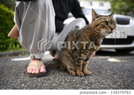Petticoat cat in the parking lot Petticoat cat in the parking lot 139379763