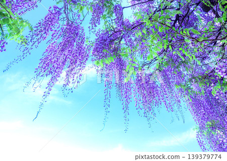 紫藤花和藍天 紫藤花和藍天 139379774