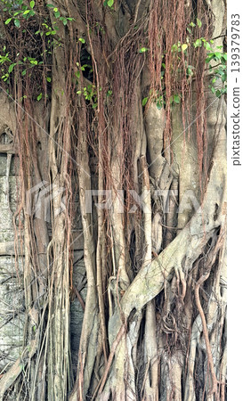 Intricate network of banyan tree aerial roots cascading down a stone wall Intricate network of banyan tree aerial roots cascading down a stone wall 139379783