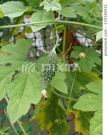Bitter gourd young fruit 139380032