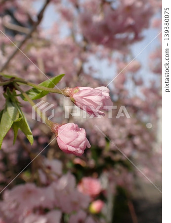 Sakura 139380075