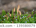 Tsukushi tells of the arrival of spring 139380079