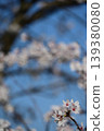 Spring blue sky and cherry blossoms 139380080