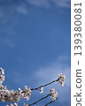 Spring blue sky and cherry blossoms 139380081
