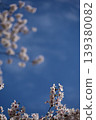 Cherry blossoms blooming in the blue sky 139380082