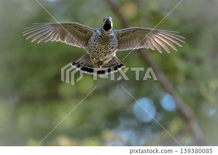 Ezo rock ptarmigan soaring through the autumn sky Ezo rock ptarmigan soaring through the autumn sky 139380085