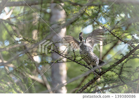 Ezo rock ptarmigan soaring through the autumn sky 139380086