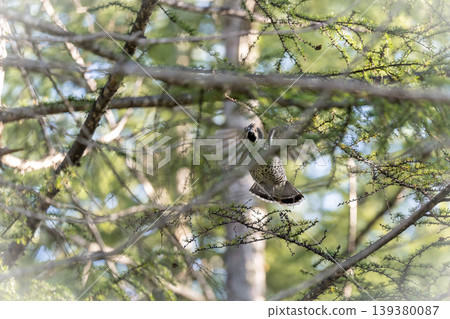 Ezo rock ptarmigan soaring through the autumn sky Ezo rock ptarmigan soaring through the autumn sky 139380087