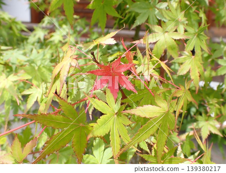 Maple tree, a single red spot Maple tree, a single red spot 139380217