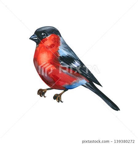 Vibrant hand drawn watercolor illustration of a male bullfinch bird. Featuring rich red breast and detailed black and grey feathers, this artistic wildlife piece is perfect for winter and holiday Vibrant hand drawn watercolor illustration of a male bullfinch bird. Featuring rich red breast and detailed black and grey feathers, this artistic wildlife piece is perfect for winter and holiday 139380272